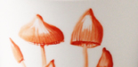 Mushrooms
© Martina Zwölfer